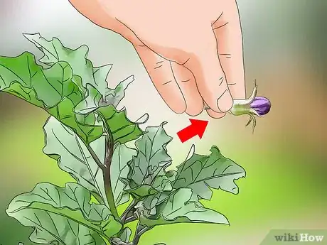 Image titled Prune Eggplant Step 1