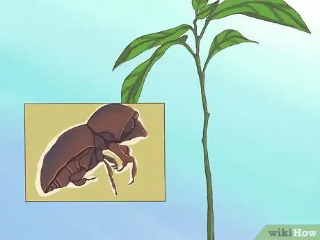 Image titled Grow Avocados Step 20