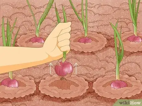 Image titled Grow Onions from Seed Step 16