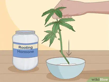 Image titled Clone Cannabis Step 6