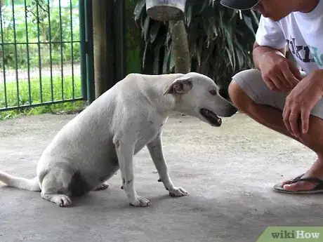 Image titled Teach a Stubborn Dog to Sit Down Step 1