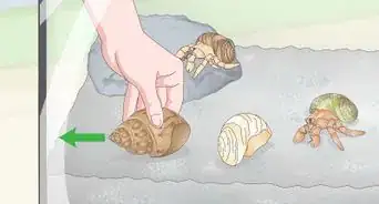 Clean a Sea Shell (for Hermit Crabs)