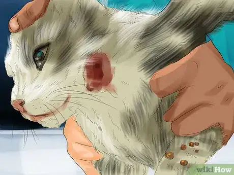 Image titled Diagnose Feline Skin Problems Step 1