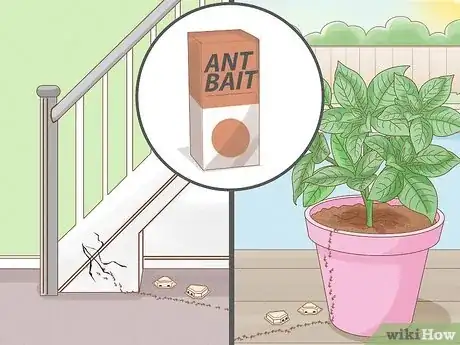 Image titled Get Rid of Ghost Ants Step 5