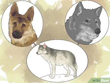 Image titled Own a Pet Wolf Step 1