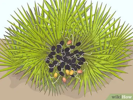 Image titled Eat Saw Palmetto Berries Step 1