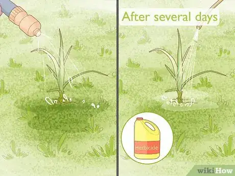 Image titled Get Rid of Nutgrass Step 18