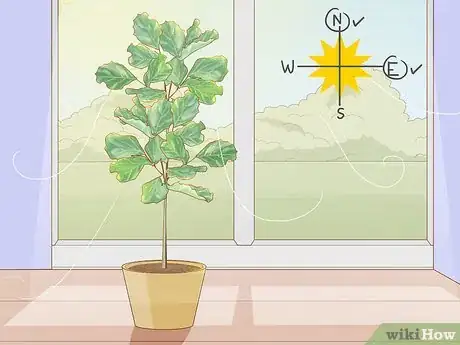 Image titled Prune Fiddle Leaf Fig Step 7