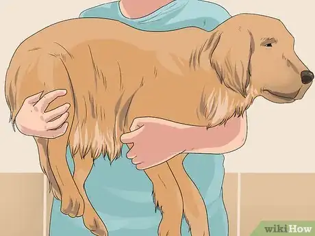 Image titled Bathe a Pregnant Dog Step 5