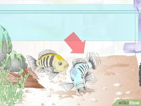 Image titled Breed Malawi Cichlids Step 9