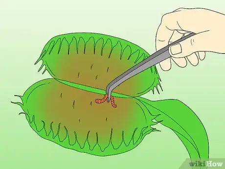 Image titled Care for Venus Fly Traps Step 21