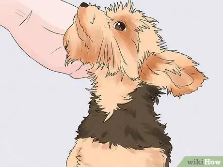 Image titled Identify a Yorkshire Terrier Step 14