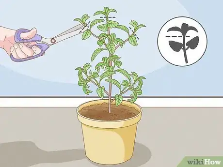 Image titled Grow Tulsi Step 11