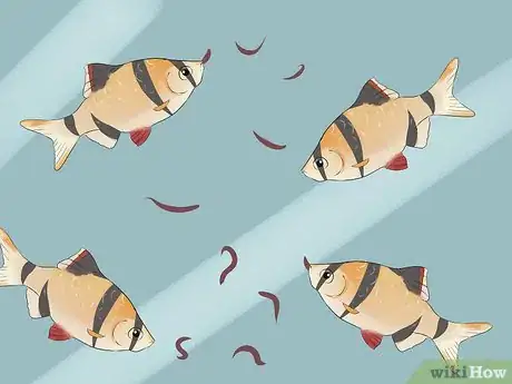 Image titled Keep Tiger Barbs Step 10