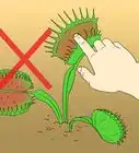 Care for Venus Fly Traps