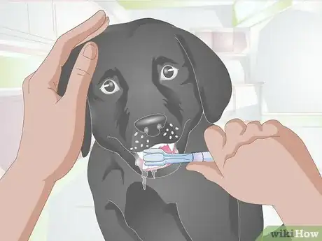 Image titled Eliminate Dog Smell Step 11