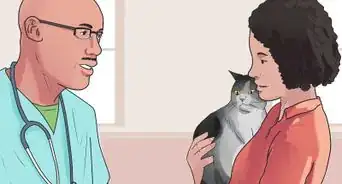 Get Your Cat to Stop Hissing