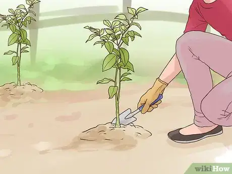 Image titled Start a Peach Tree from a Pit Step 12