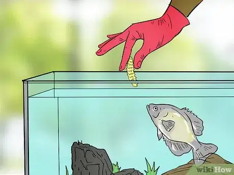 Image titled Keep Crappie in an Aquarium Step 8