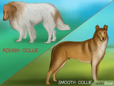 Image titled Identify a Collie Step 4