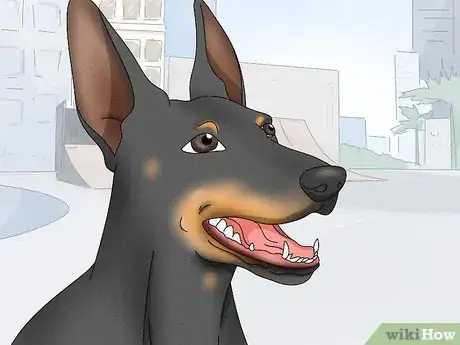 Image titled Identify a Manchester Terrier Step 4