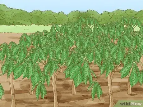 Image titled Cassava vs Yucca Step 7