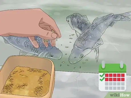 Image titled Take Care of Baby Carp Step 12