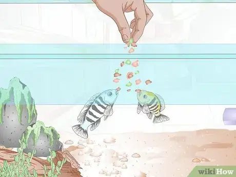 Image titled Breed Malawi Cichlids Step 6