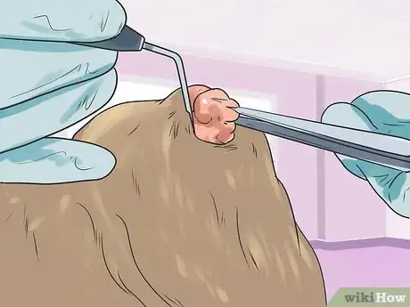 Image titled Remove Warts on Dogs Step 15