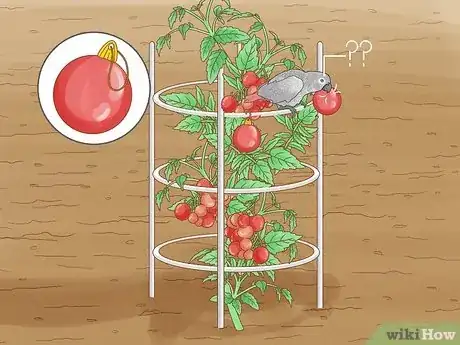 Image titled Grow a Tomato Plant Step 21