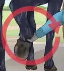 Pick a Horse Hoof