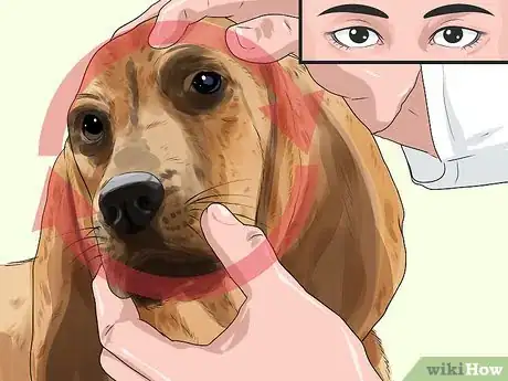 Image titled Help a Dog with Cataracts Step 5