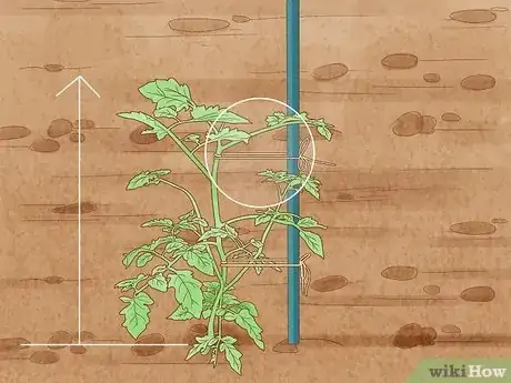 Image titled Stake Tomato Plants Step 6