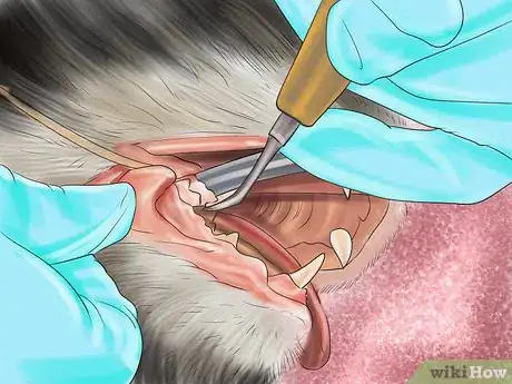 Image titled Diagnose Feline Stomatitis Step 9