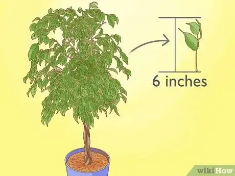 Image titled Grow a Ficus Benjamina Step 1