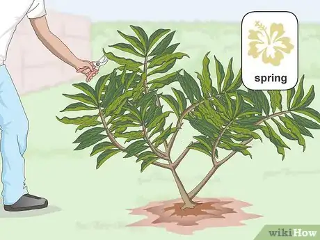 Image titled Prune Plumeria Step 1