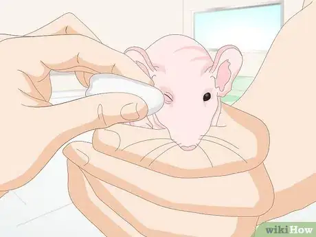 Image titled Care for a Hairless Rat Step 13