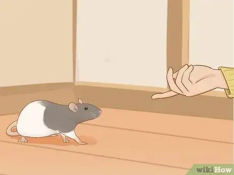 Image titled Train Your Rat to Do Tricks Step 9