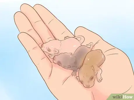 Image titled Breed Gerbils Step 10