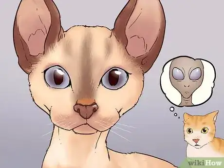 Image titled Identify a Devon Rex Cat Step 3