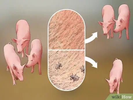 Image titled Prevent Lice and Mites Infesting Your Pigs Step 1