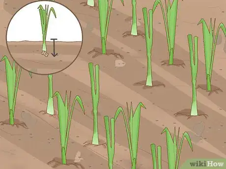 Image titled Grow Onions in Water Step 13