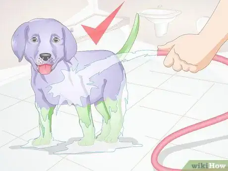 Image titled Dye Your Dog's Hair with Kool Aid Step 9