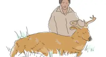 Go Deer Hunting