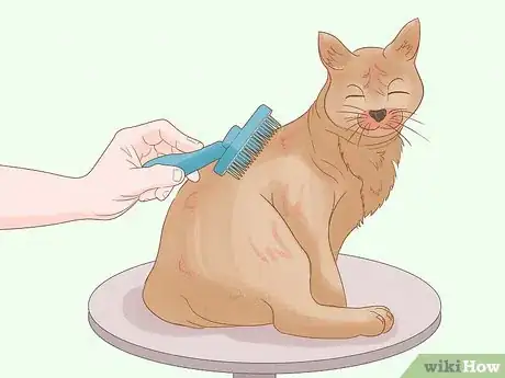 Image titled Remove Oil from a Cat Step 7