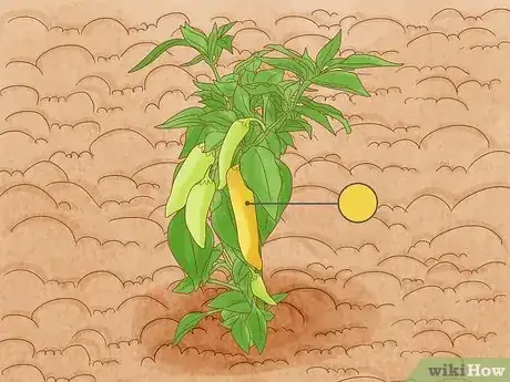 Image titled When to Pick Banana Peppers Step 3