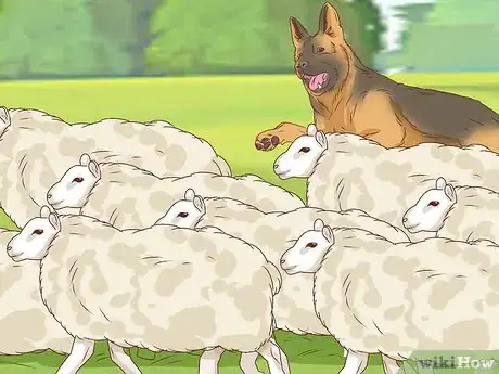 Image titled Identify a German Shepherd Step 14