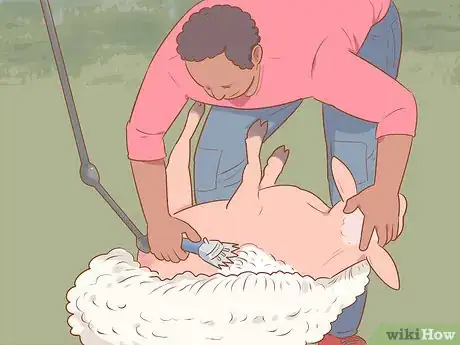 Image titled Shear a Sheep Step 12