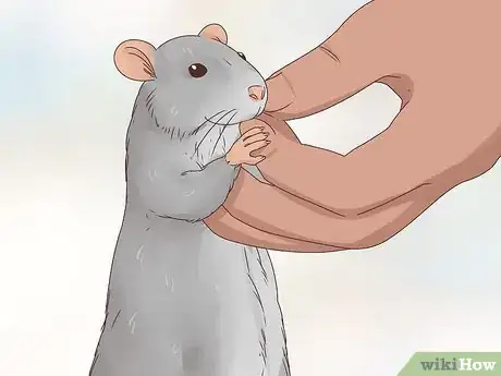 Image titled Choose Between a Pet Mouse or Pet Rat Step 7