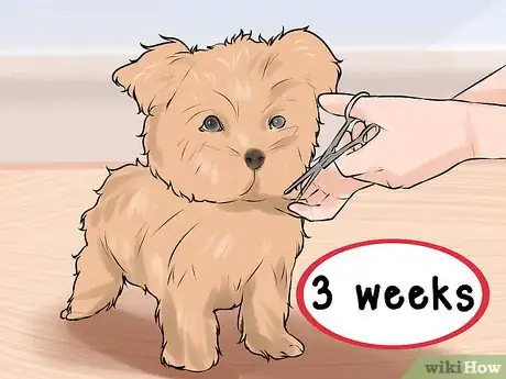 Image titled Groom a Morkie Dog Step 1